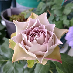 Lapis Veil Rose
