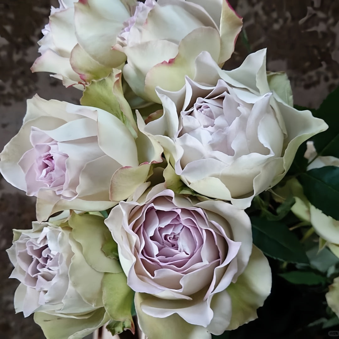 Lapis Veil Rose