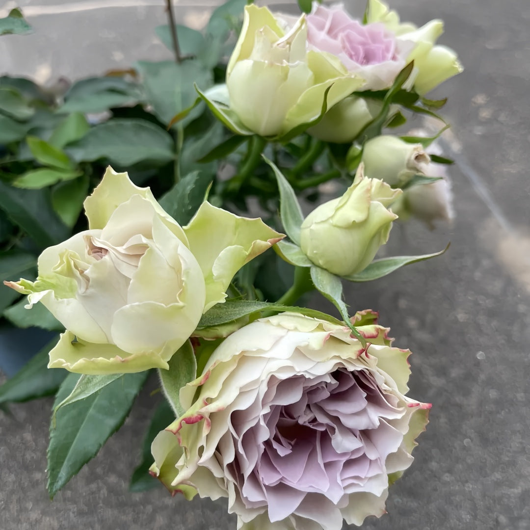 Lapis Veil Rose