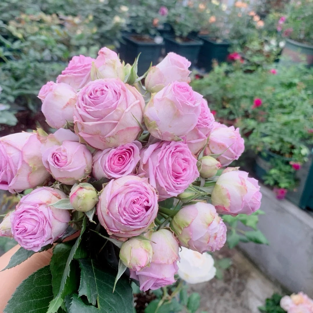 Lavender Lace rose