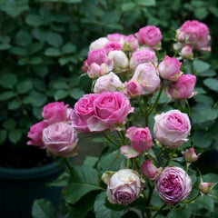 Lavender Lace rose