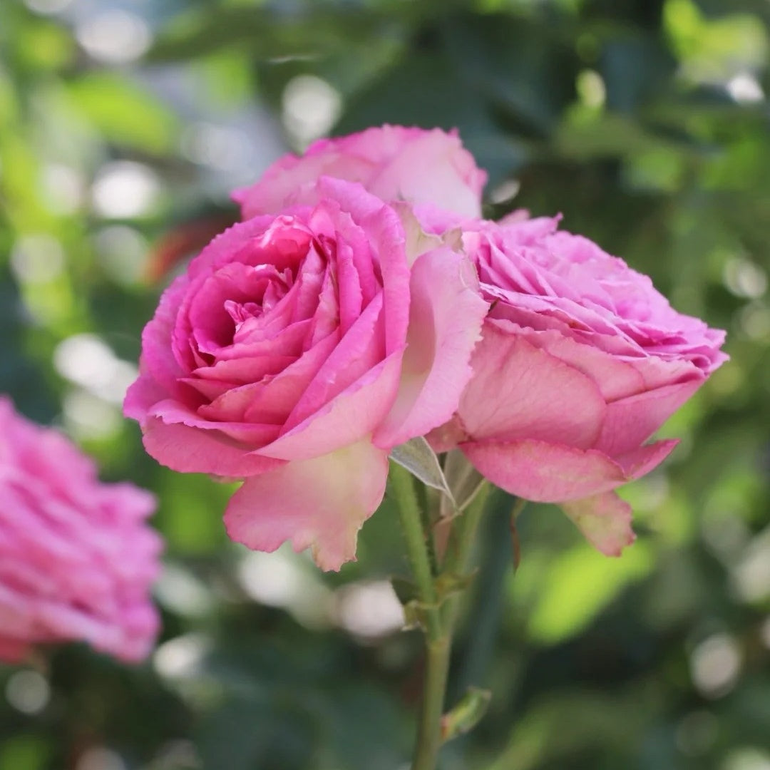 Lavender Lace rose