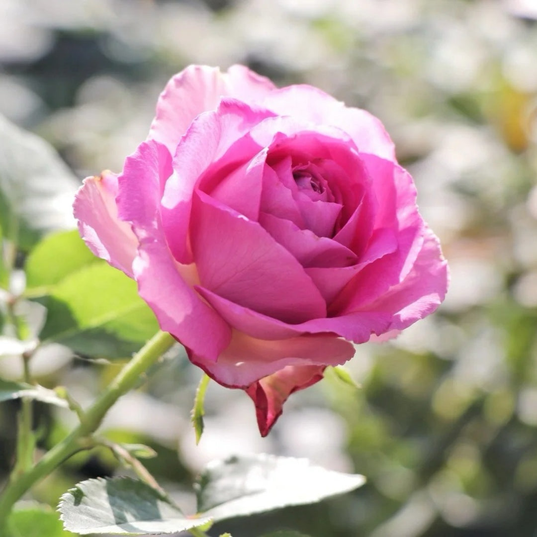 Lavender Lace rose
