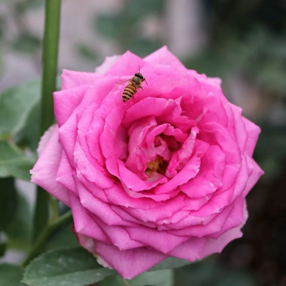 Lavender Lace rose