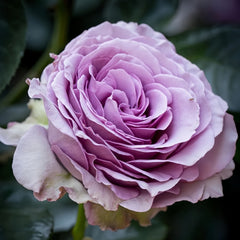 Lavender Bouquet Rose