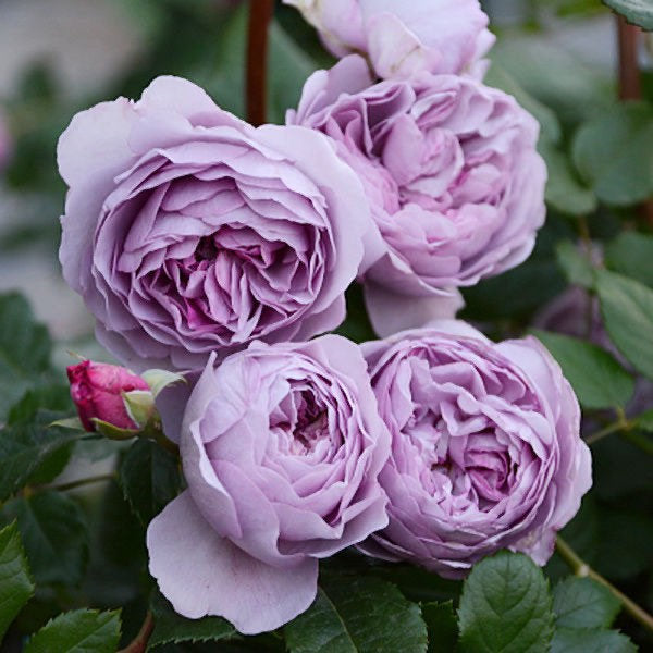 Lavender Bouquet Rose
