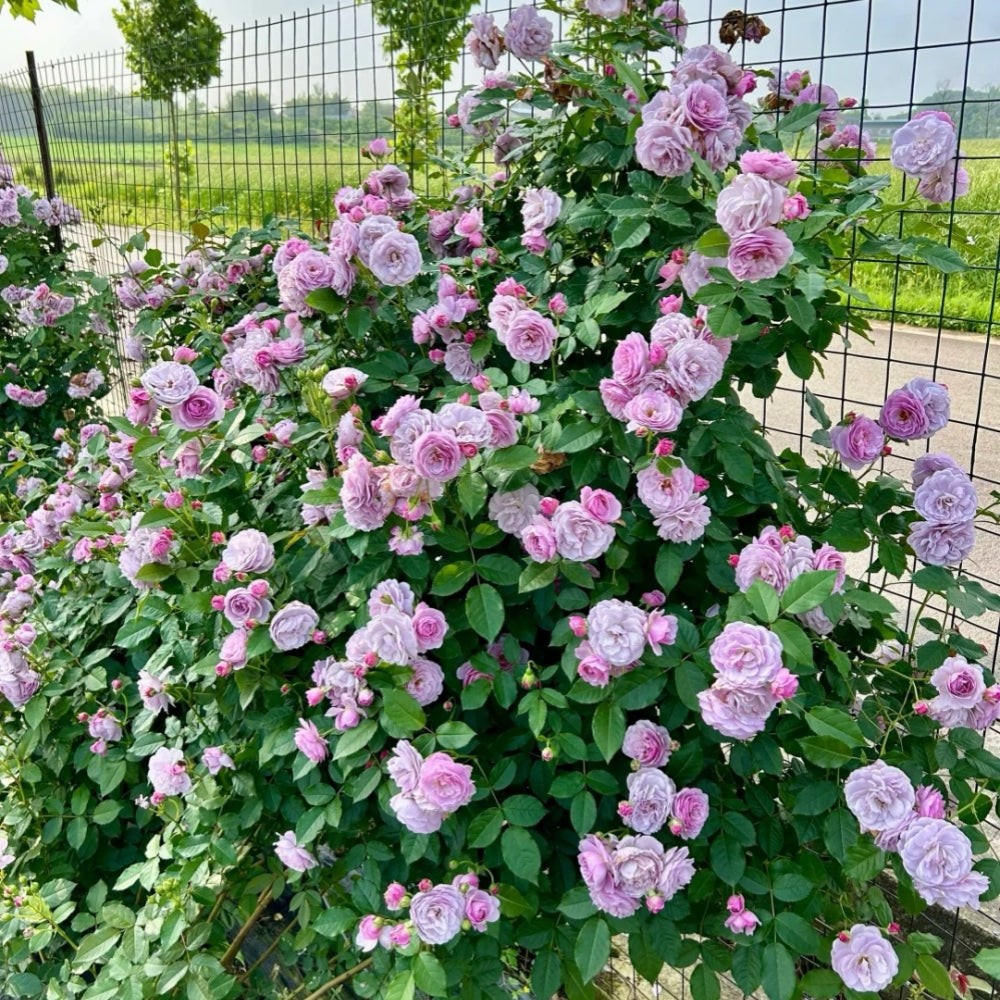 lavender flower circus Lavender Bouquet Rose-薰衣草花环|Japanese Climbing Rose. – Ergongzy Roses