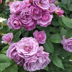 Lavender_Bouquet_Rose