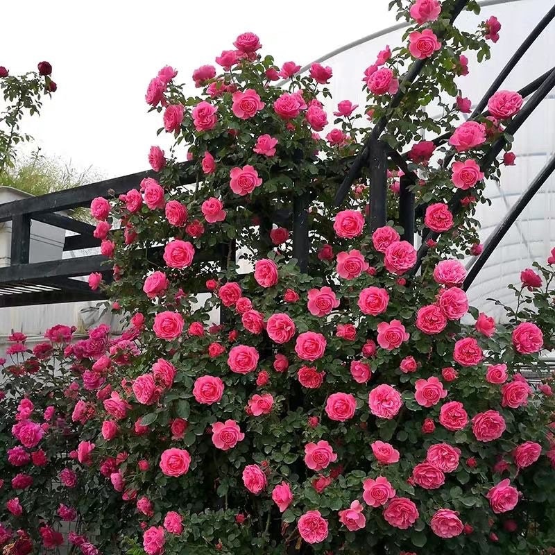 Leonardo da Vinci Rose