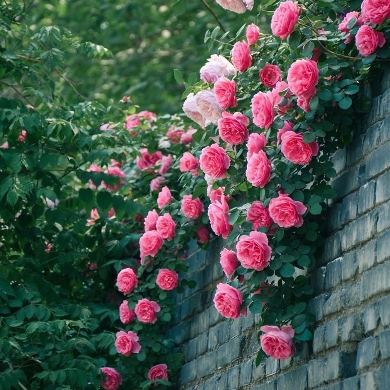 Leonardo da Vinci Rose