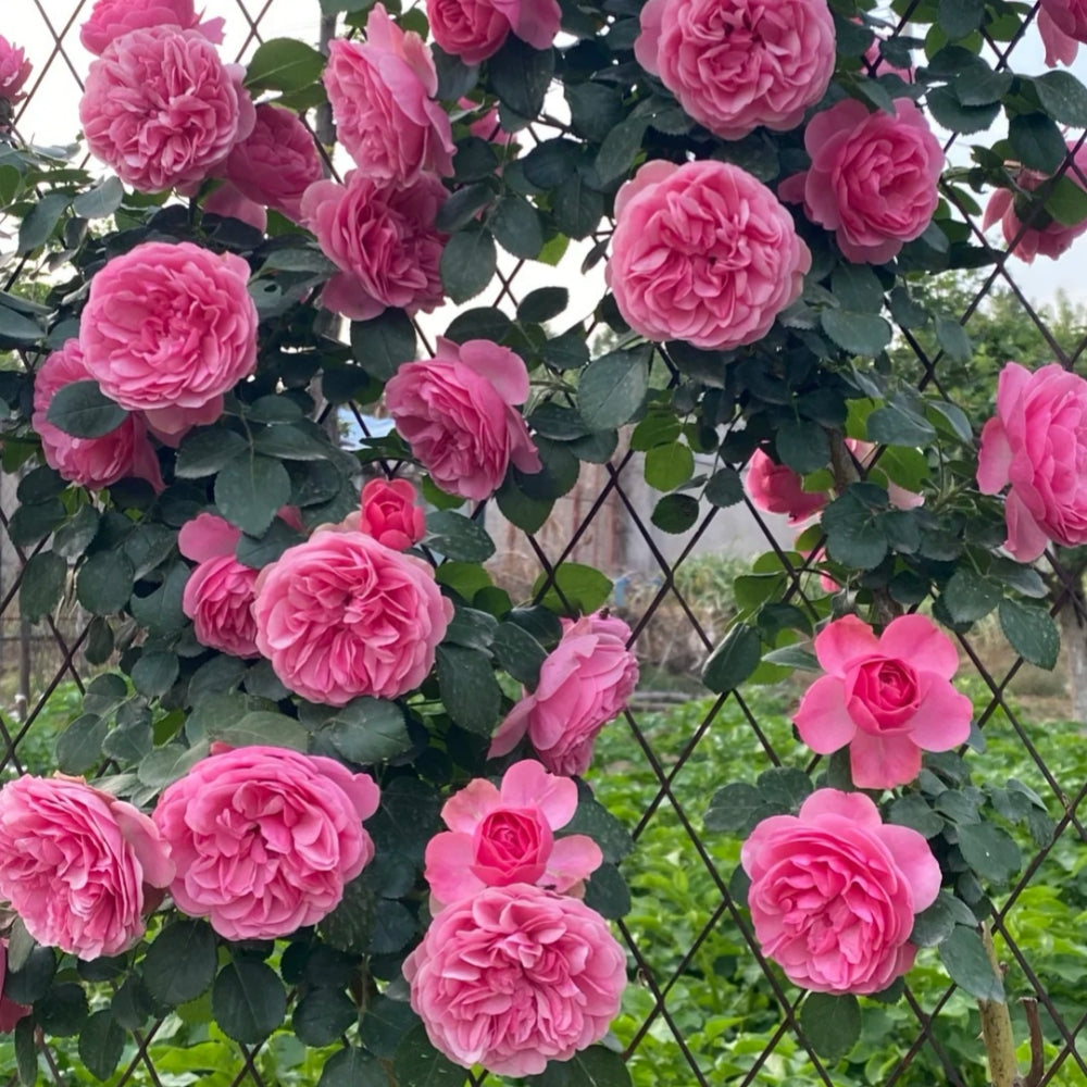 Leonardo da Vinci Rose