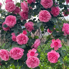 Leonardo da Vinci Rose