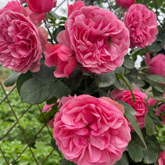Leonardo da Vinci Rose