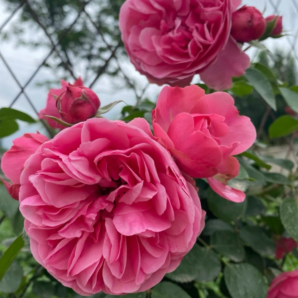 Leonardo da Vinci Rose