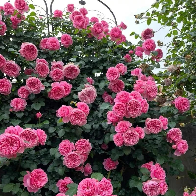 Leonardo da Vinci Rose