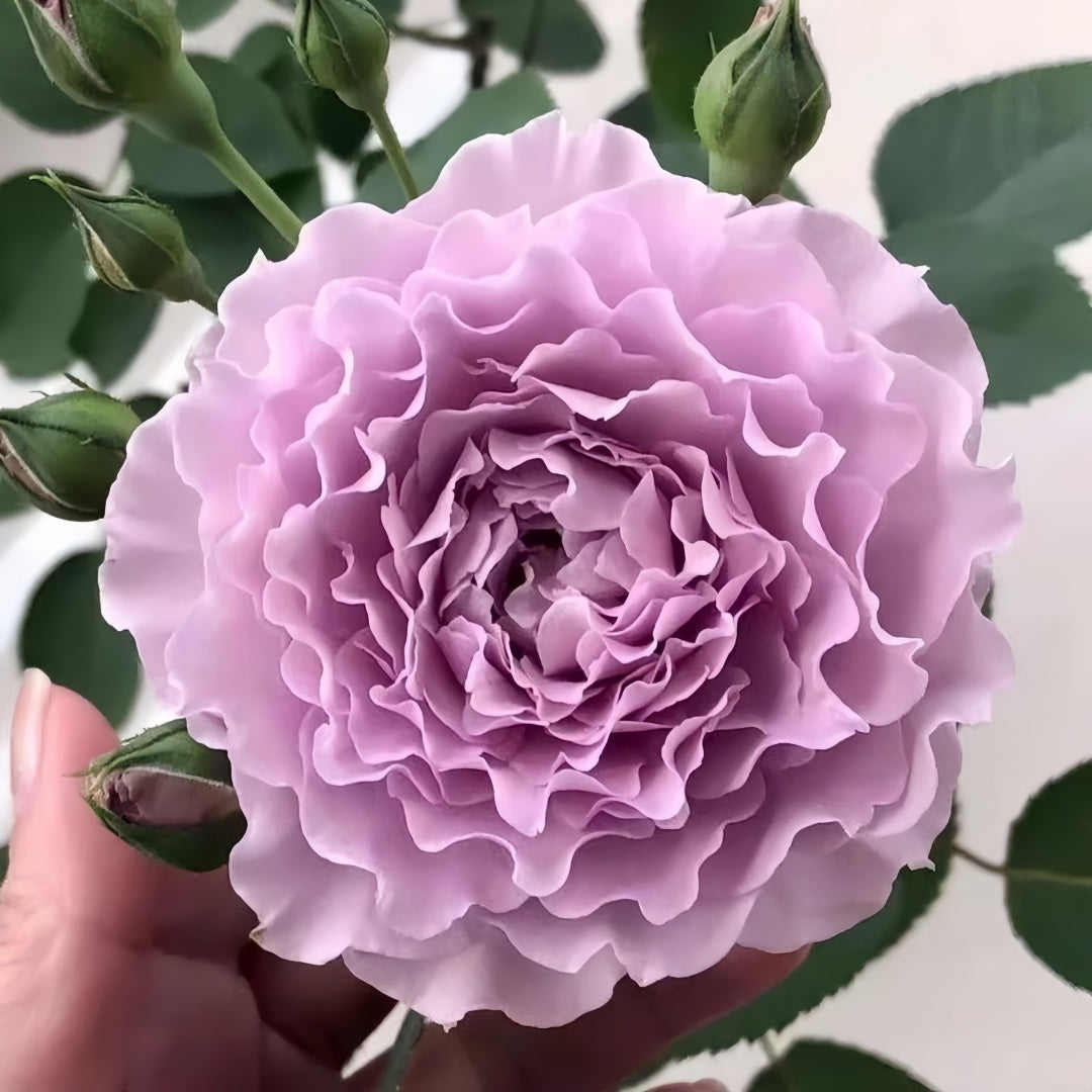 Cut Roses – Page 3 – Ergongzy Roses