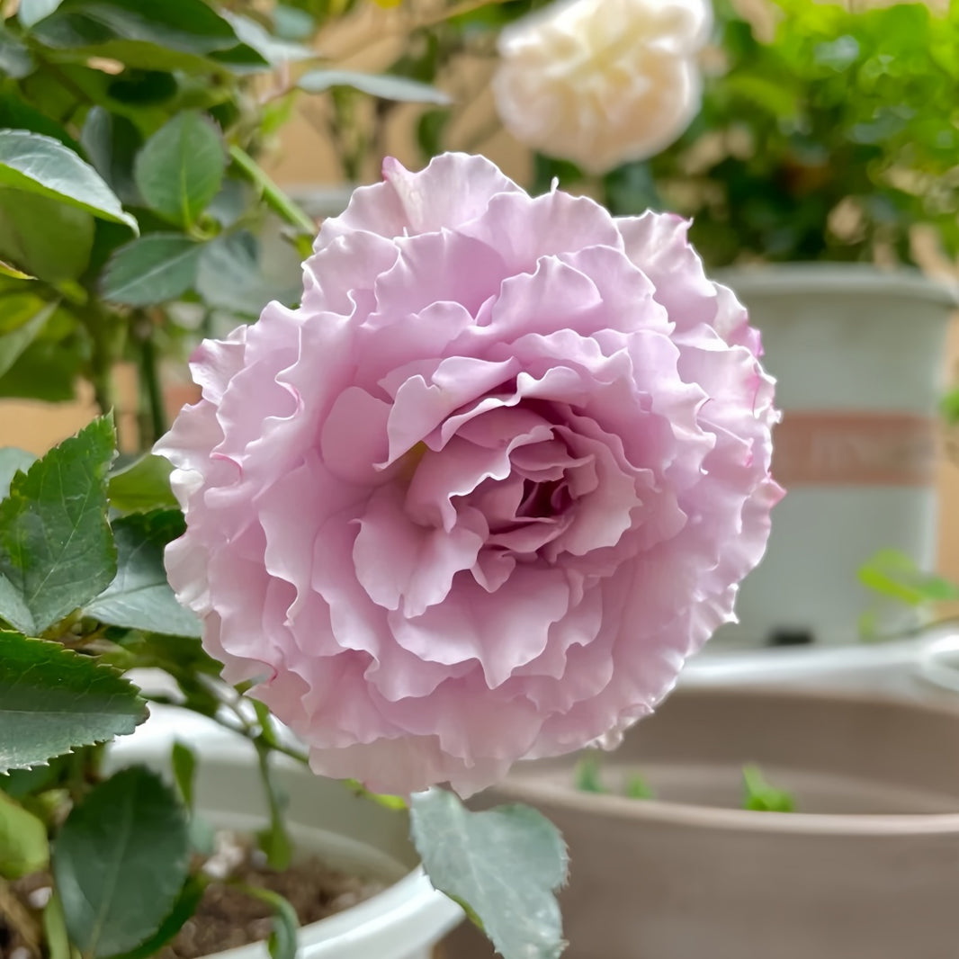Cut Roses – Page 3 – Ergongzy Roses