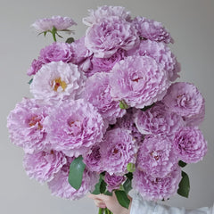 Libellula Rose-蜻蜓｜Japanese Shrub Rose – Ergongzy Roses