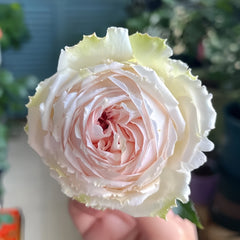Light Makeup Rose