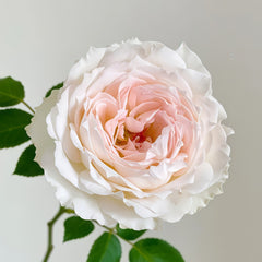 Light Makeup Rose