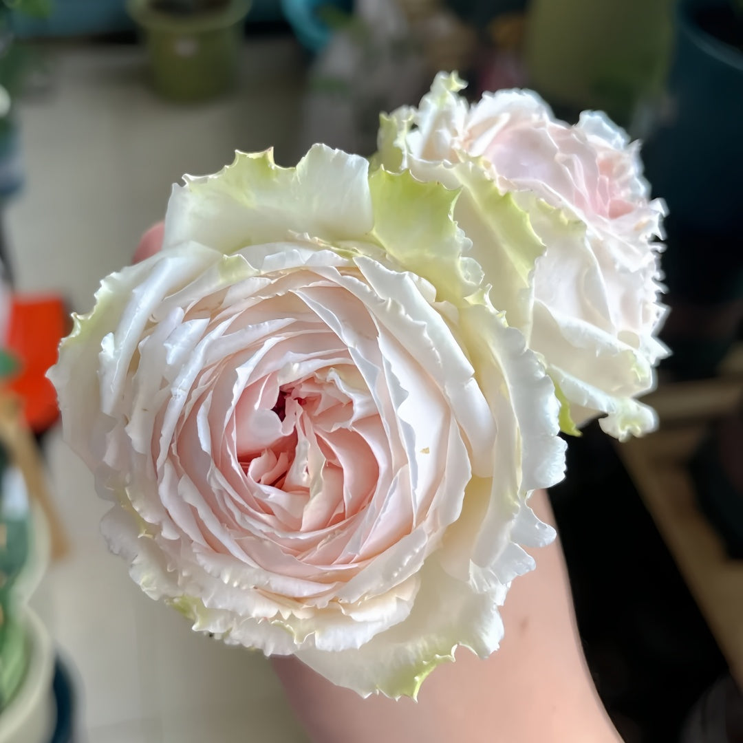 Light Makeup Rose