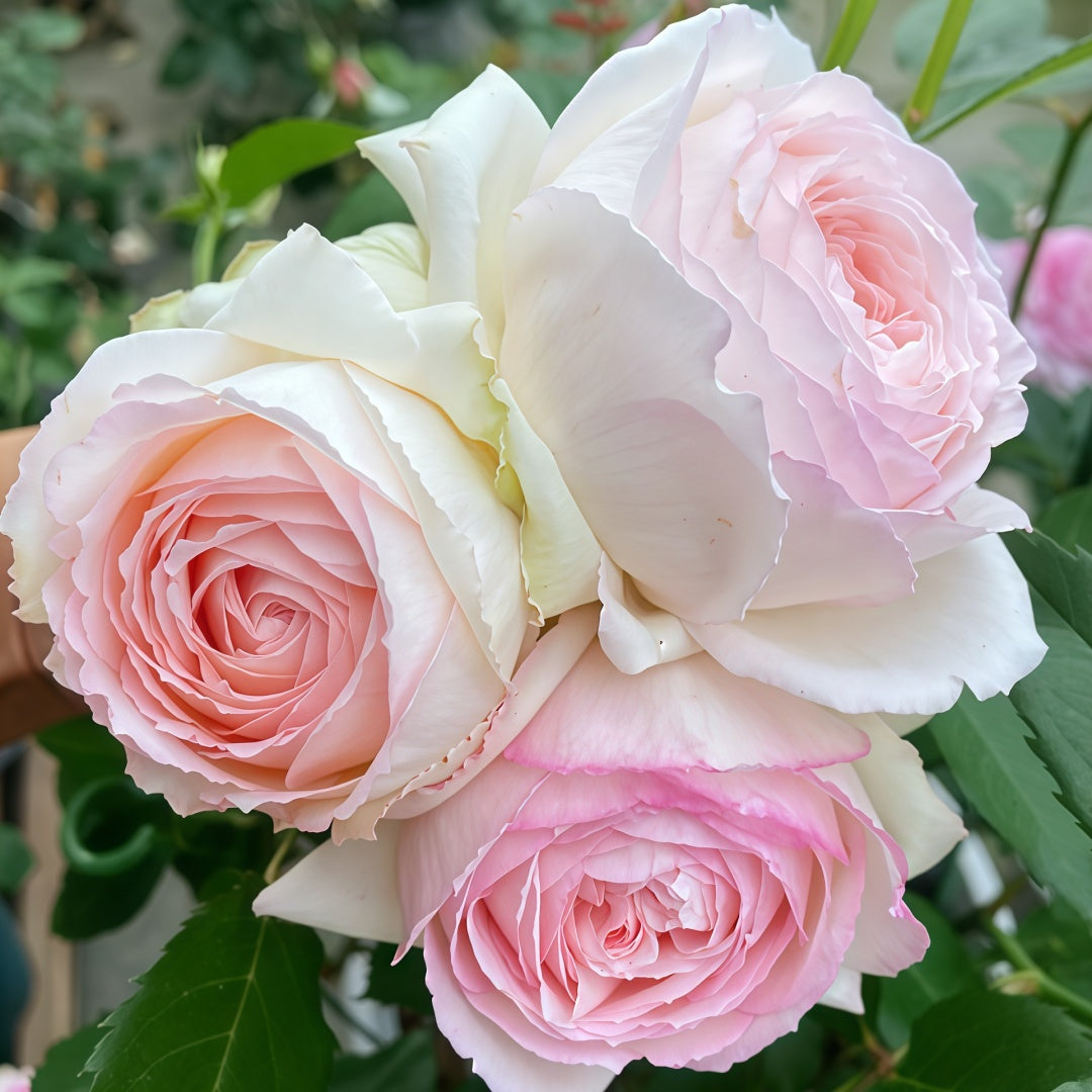 Light Makeup Rose
