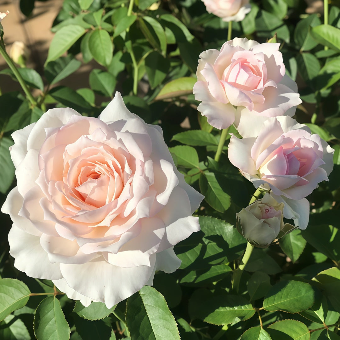 Light Makeup Rose
