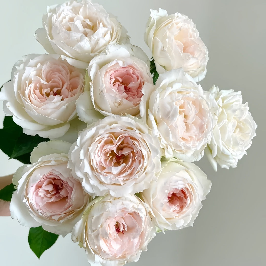 Light Makeup Rose
