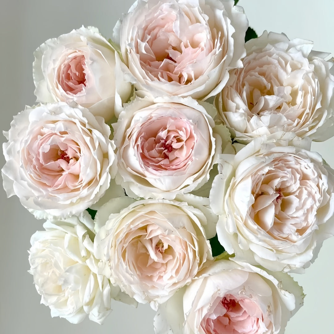 Light Makeup Rose