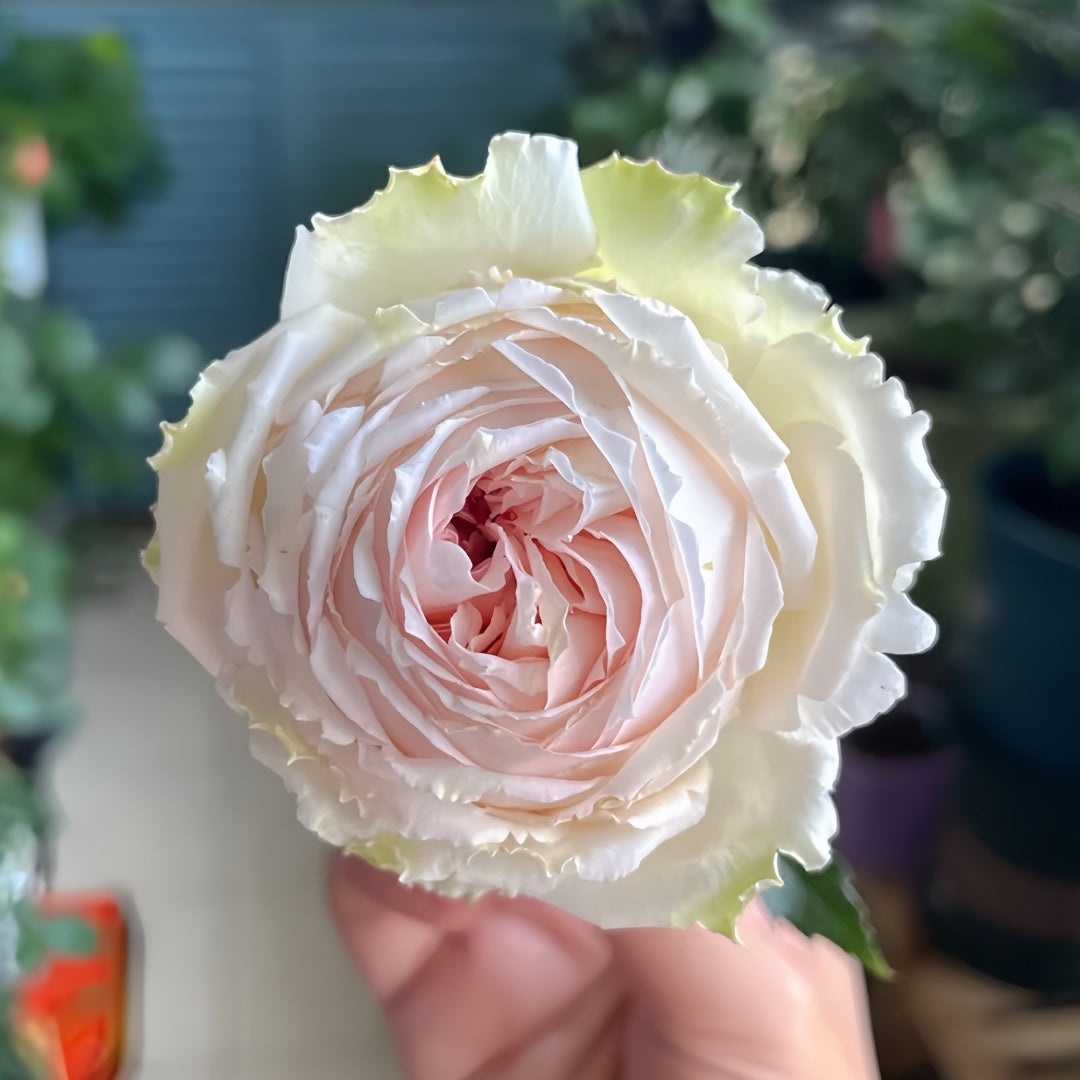 Light Makeup Rose
