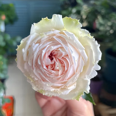 Light Makeup Rose