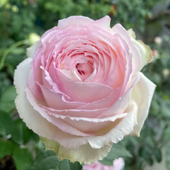 Light Makeup Rose