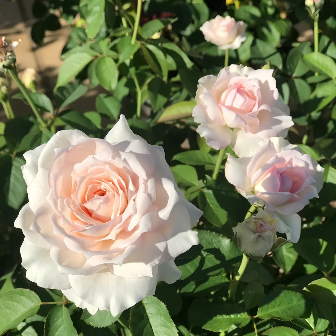Light Makeup Rose