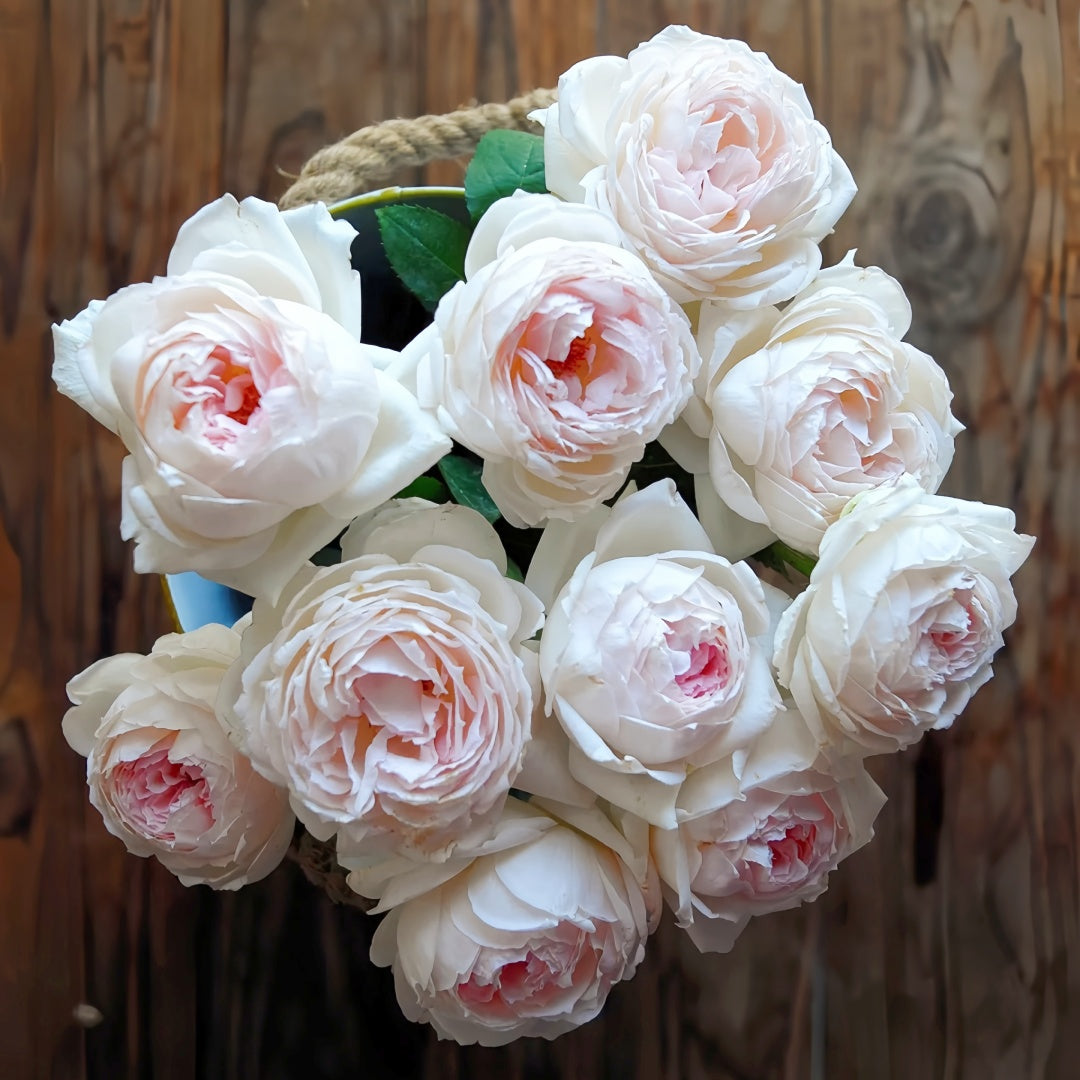 Light Makeup Rose
