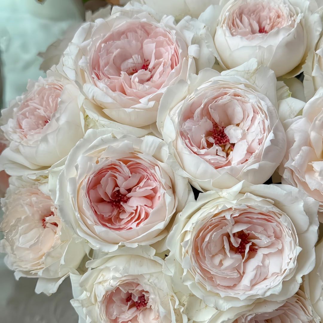 Light Makeup Rose