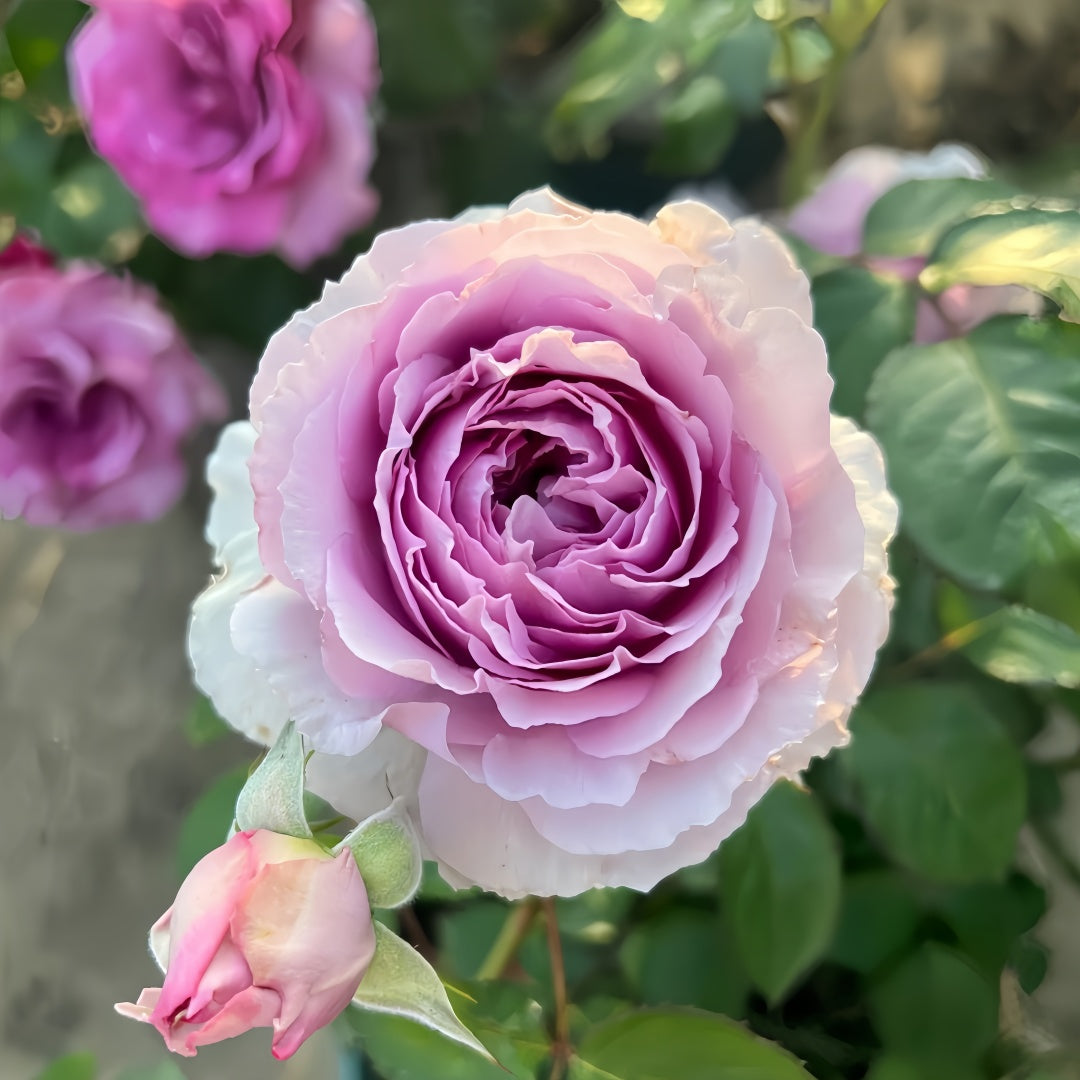 Lilas Rose