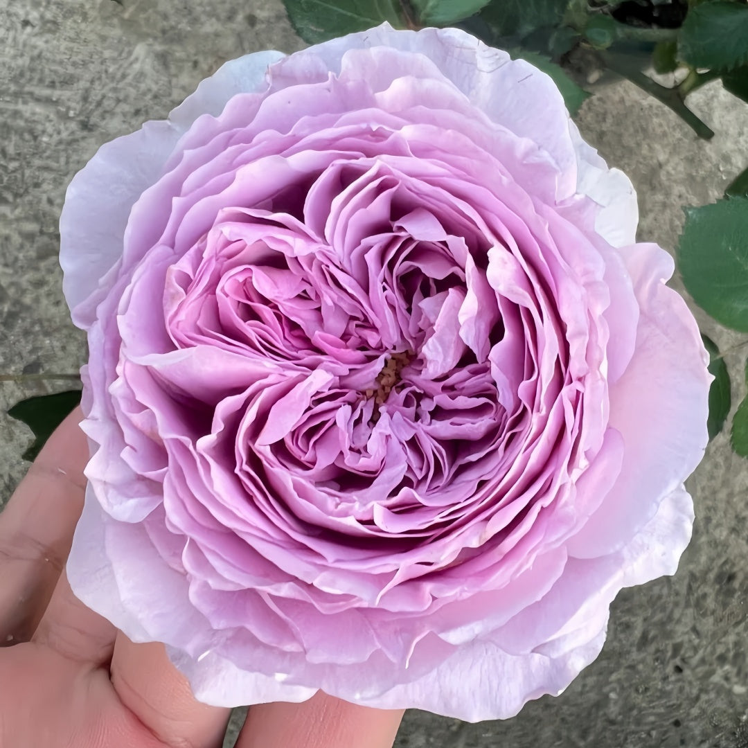 Lilas Rose