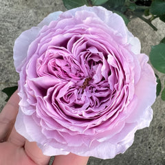 Lilas Rose