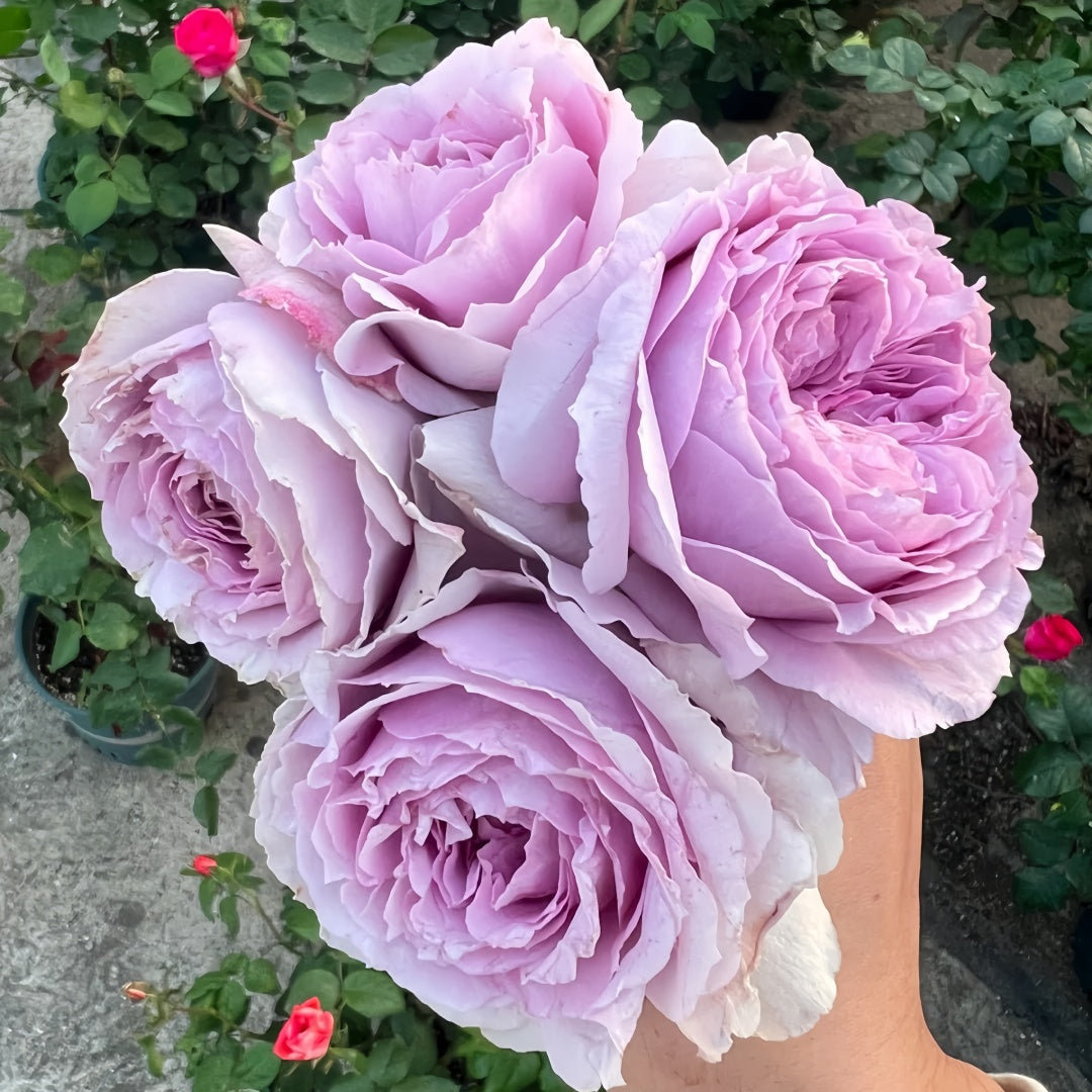 Lilas Rose