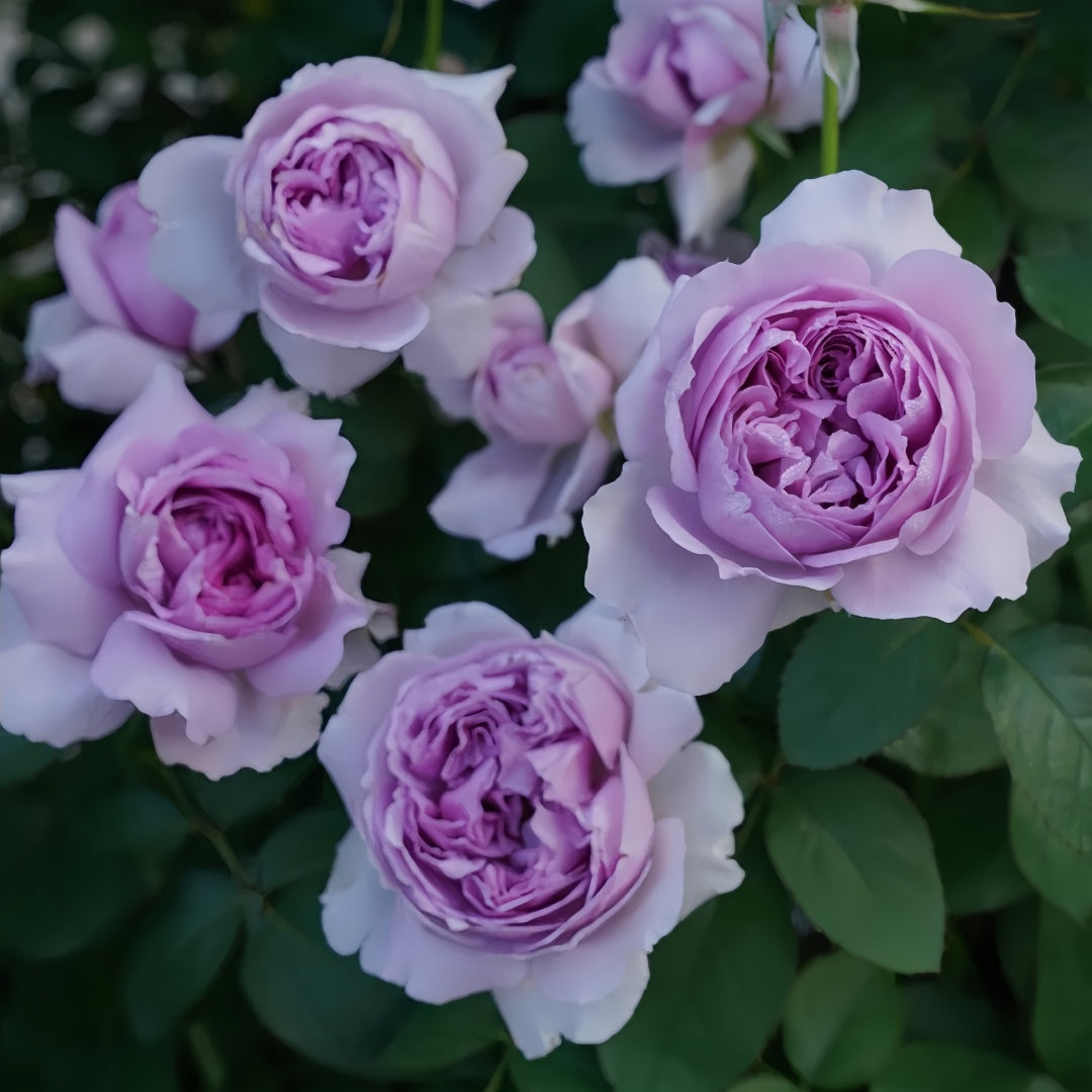 Lilas Rose