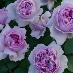 Lilas Rose-丽拉｜Japanese Shrub Rose – Ergongzy Roses