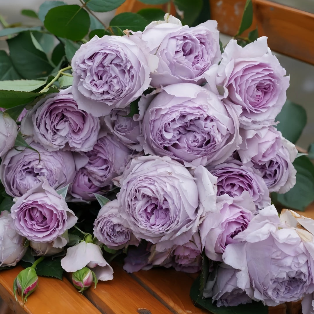 Lilas Rose
