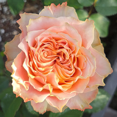 Living Coral Rose