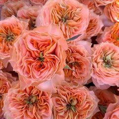 Living Coral Rose