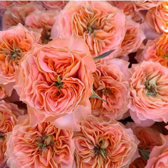 Living Coral Rose