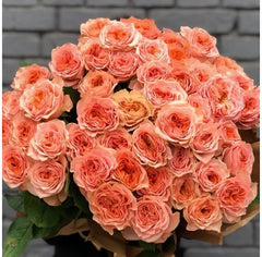 Living Coral Rose