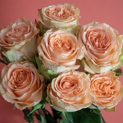 Living Coral Rose