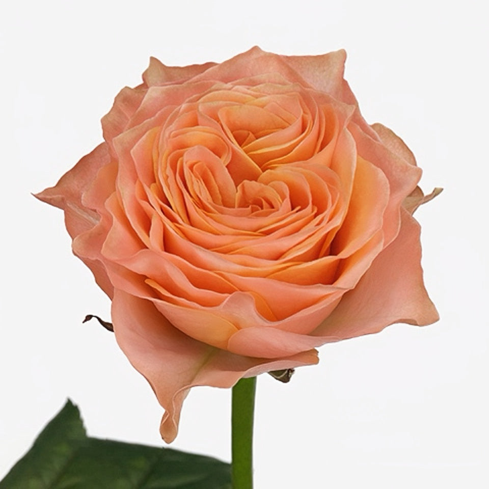 Living Coral Rose