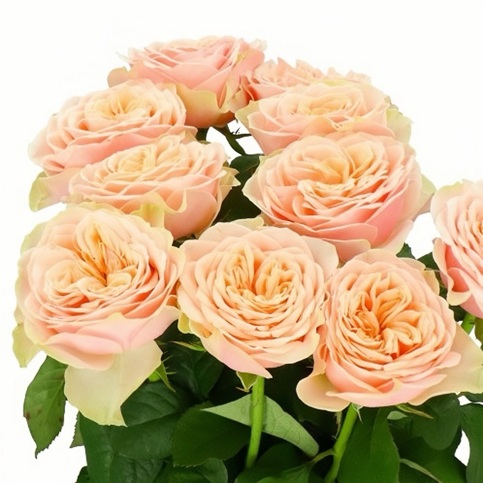 Love fountain Rose