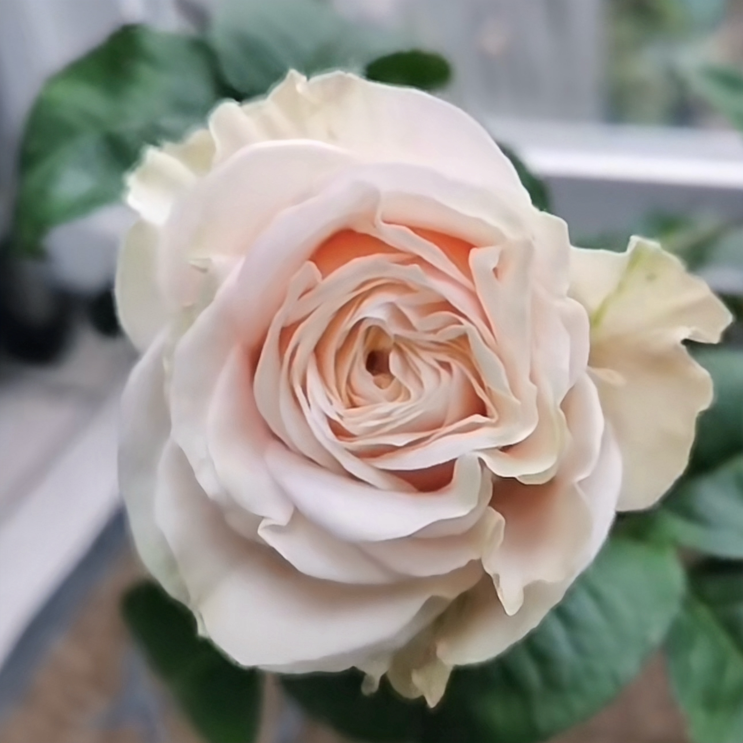Love fountain Rose